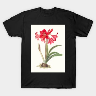 Hardy Amaryllis - botanical illustration T-Shirt